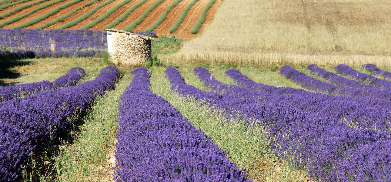 Organic Lavender Field in Valensole